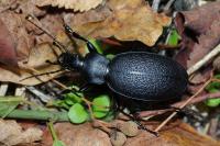Carabus coriaceus