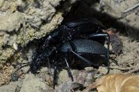 Carabus coriaceus