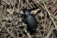 Carabus coriaceus