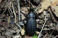 Carabus coriaceus