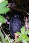 Carabus coriaceus