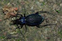 Carabus intricatus
