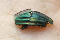 Carabus auratus