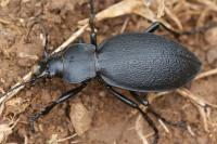 Carabus coriaceus