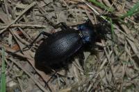 Carabus violaceus purpurascens