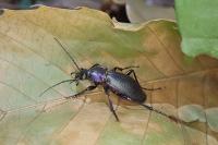 Carabus violaceus purpurascens