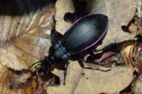 Carabus violaceus purpurascens