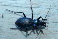 Carabus intricatus