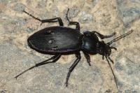 Carabus violaceus purpurascens