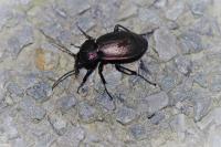 Carabus problematicus