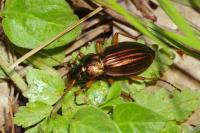 Carabus auratus