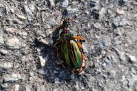 Carabus auratus