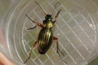 Carabus auratus