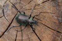 Calosoma inquisitor