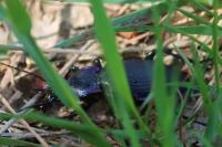 Carabus violaceus purpurascens