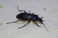 Carabus violaceus purpurascens