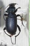 Calosoma auropunctatum
