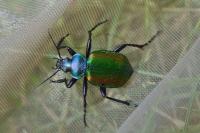 Calosoma sycophanta