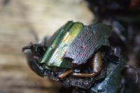 Carabus auratus