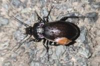 Carabus nemoralis