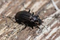 Carabus granulatus