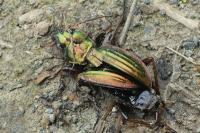 Carabus auratus