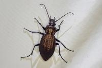 Carabus granulatus