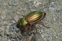 Carabus auratus