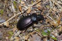 Carabus nemoralis