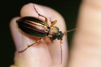 Carabus auratus