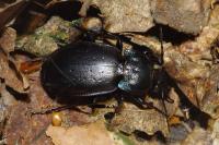 Carabus nemoralis