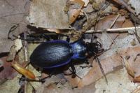 Carabus problematicus