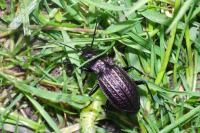 Carabus granulatus