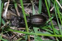 Carabus granulatus