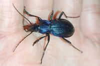 Carabus problematicus
