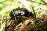Carabus nemoralis
