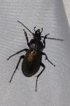 Carabus nemoralis