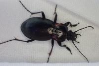Carabus nemoralis