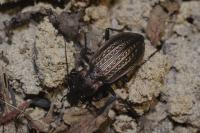 Carabus granulatus