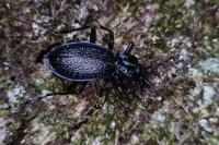 Carabus intricatus