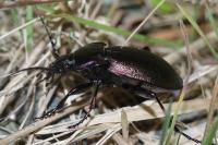 Carabus nemoralis