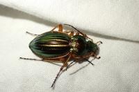 Carabus auratus