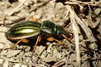 Carabus auratus