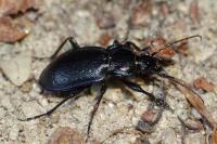 Carabus nemoralis