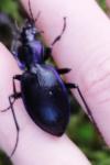 Carabus problematicus