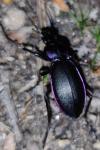 Carabus violaceus