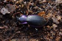 Carabus violaceus purpurascens