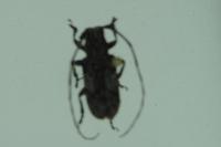 Mesosa nebulosa