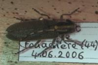 Agapanthia asphodeli