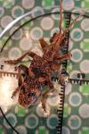 Rhagium sycophanta